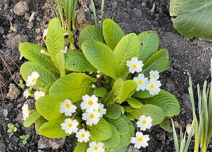 House Luftinja e Siperme