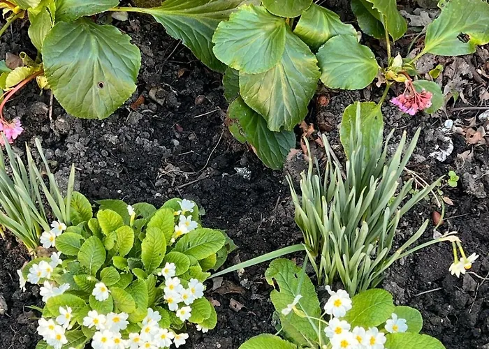 House * Luftinja e Siperme