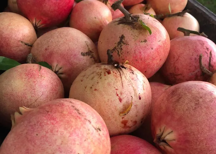 House * Luftinja e Siperme